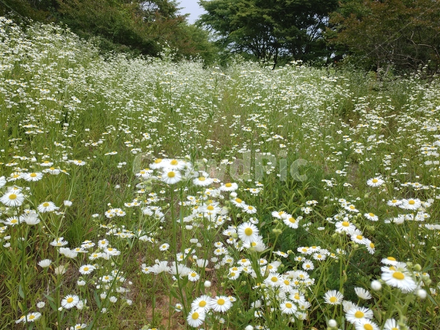 개망초,식물,초롱꽃목,국화과,왜풀,두해살이풀,망초,개망풀,넓은잎잔꽃풀