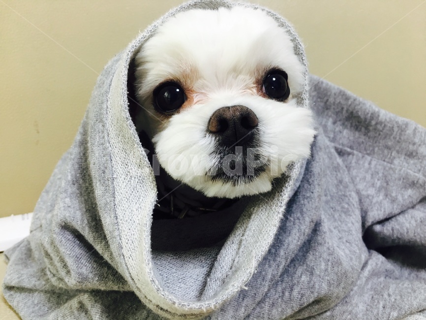 소형견,말티즈,흰색강아지,강아지,애견,동물,animal,포유류,mammal,개,강아지,dog,doggy