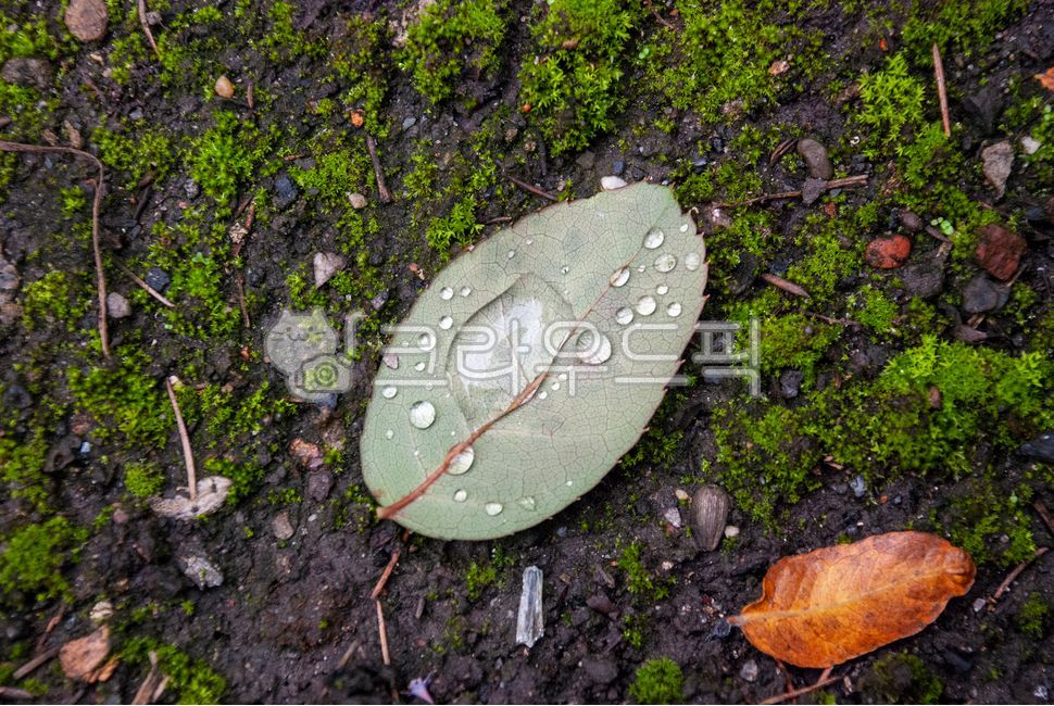 yard,green,surface,dropofwater,leaf,raindrop,water drop,fallen,leaves,plant,ground