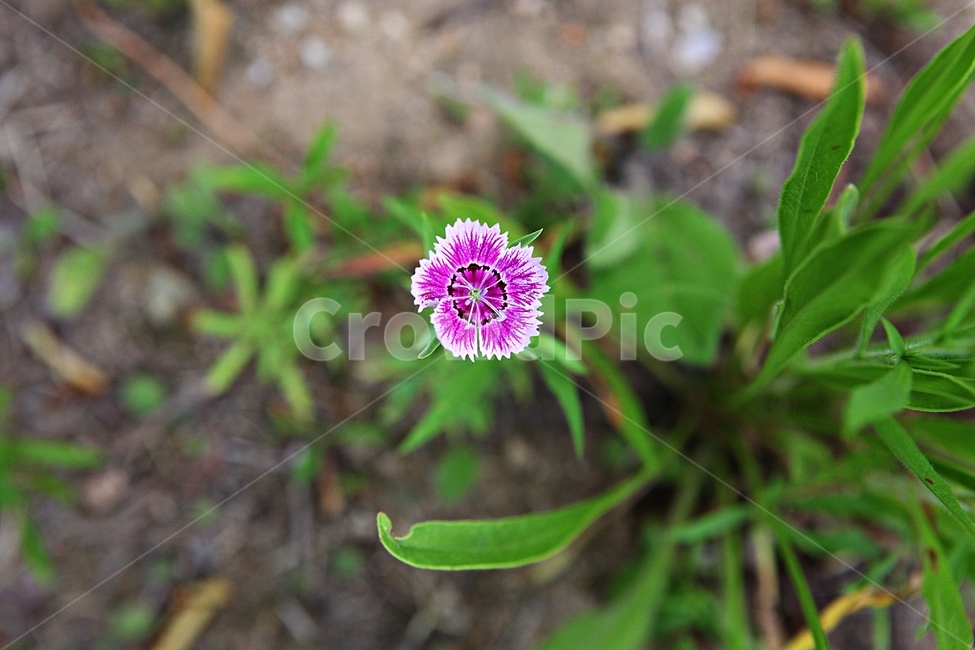 패랭이꽃,꽃,식물,공원,자연