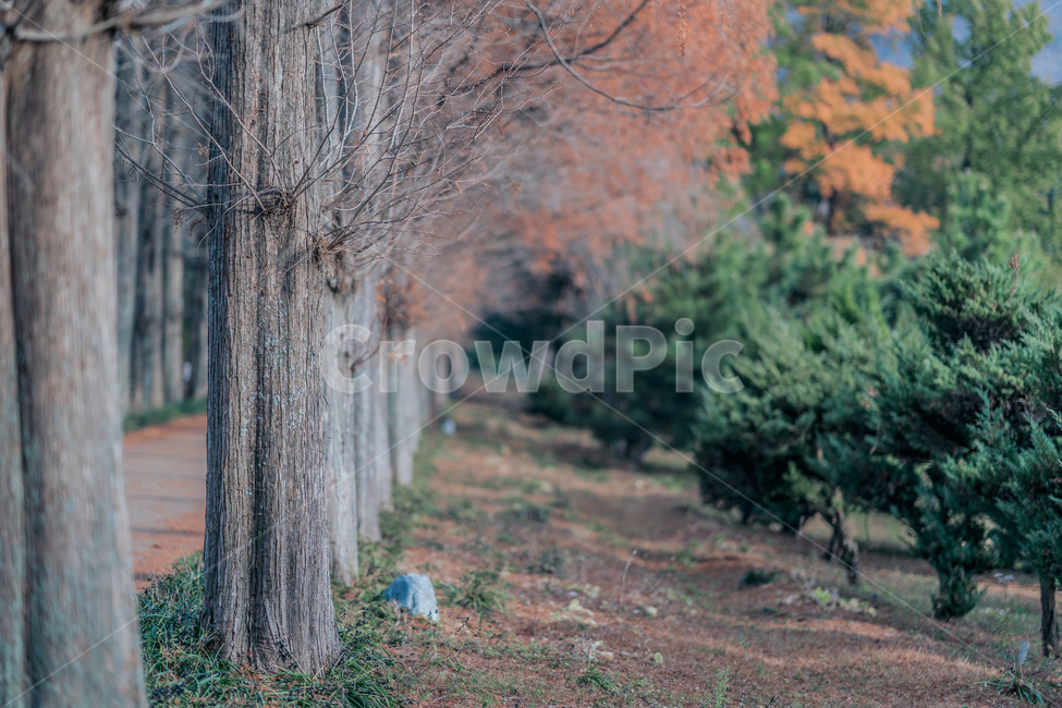 나무,숲,초록,소실점,가을,주황,가을,계절,fall,autumn,season,자연,풍경,nature,landscape,tree,plant,식물,tree trunk,나무 줄기