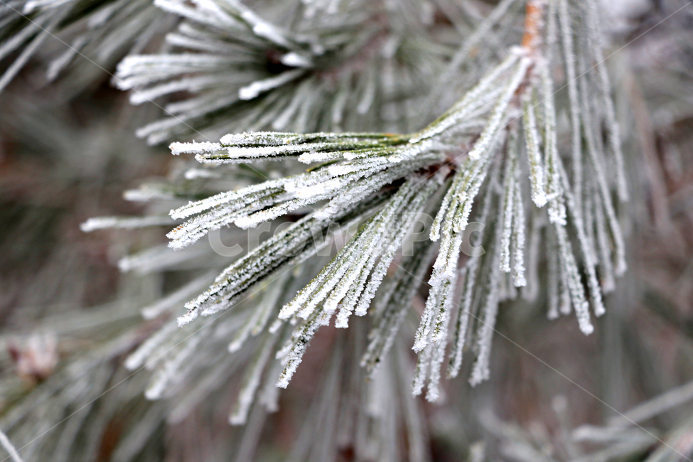 한라산,1100고지,눈꽃,설경,눈,snow,자연,옥외,outdoors,nature
