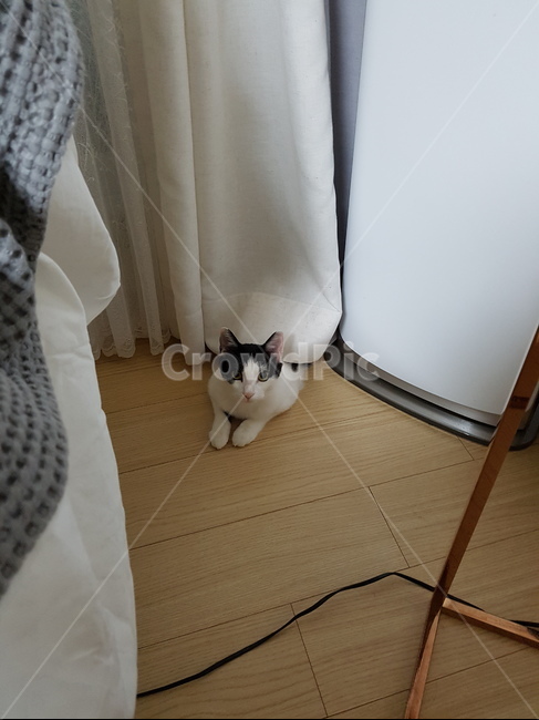 코숏,고양이,흰색,검정색,핑크,동물,animal,포유류,mammal,고양이,cat,kitten,kitty