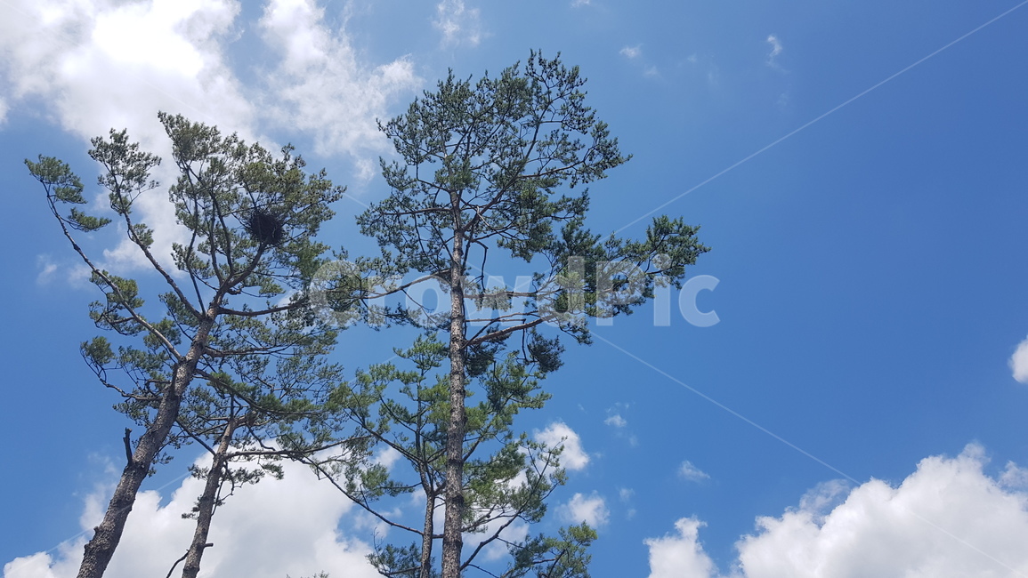 하늘,파란하늘,구름,뭉게구름,하얀구름,파란,하얀,흰색,cloud,sky,bluesky,맑은하늘