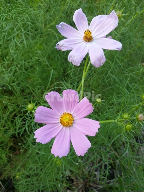 plant,식물,flower,꽃,코스모스,자연,식물,자연,plants,nature