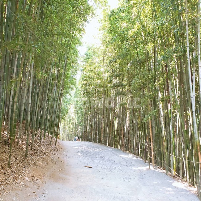 대나무,길,대나무길,plant,죽녹원,자연,풍경,nature,landscape,식물