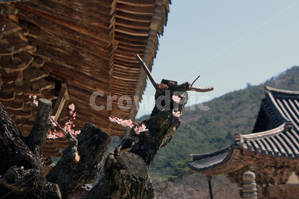 꽃,기와,절,사찰,봄,경남,경상남도,양산,통도사,계절,식물