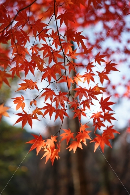 가을,단풍,풍경,소니,A7,가을,계절,fall,autumn,season,식물,자연,plants,nature,leaf,잎,plant,tree,나무,maple