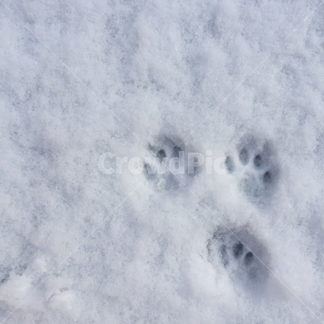 고양이,발자국,눈,겨울,흔적,동물,계절,snow,cat,footprint,winter,season,겨울,계절,winter,season