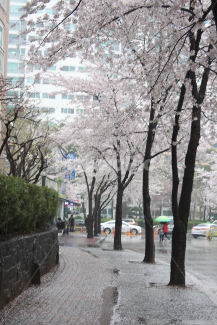 꽃,벚꽃,겹벚꽃,꽃나무,봄,봄비,sprng,계절,비,rain,rainy,빗방울,흐림,flower
