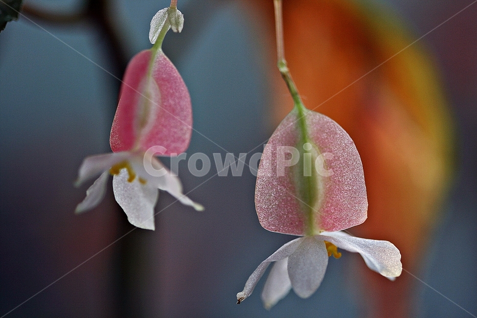 꽃,식물,봄,공원,플라워,아름다운,식물,자연,plants,nature,꽃,flower