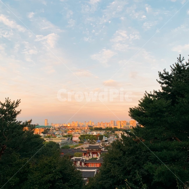 나무,tree,하늘,sky,abies,plant,식물,전경,풍경
