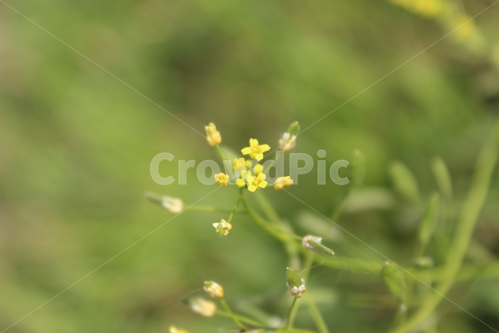 야생화,들꽃,들에핀꽃,야생에핀꽃,작은꽃,근접촬영,식물,자연,plants,nature,꽃,flower