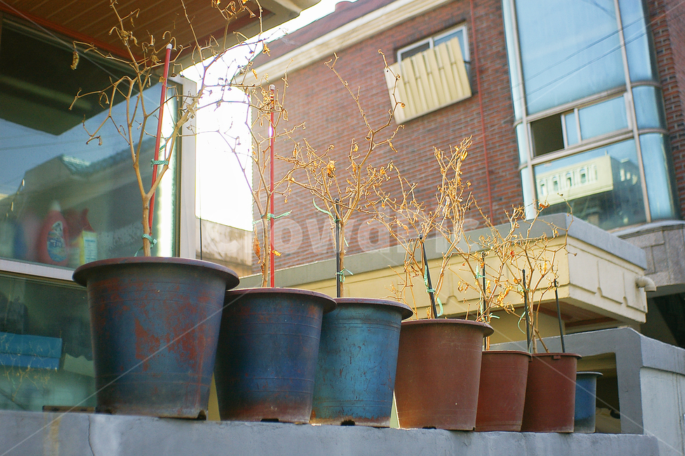 겨울,햇살,저녁,저녁햇살,골목,화분,식물,bucket,버킷,winter,street,narrowpath,wall,pot,flowerpot