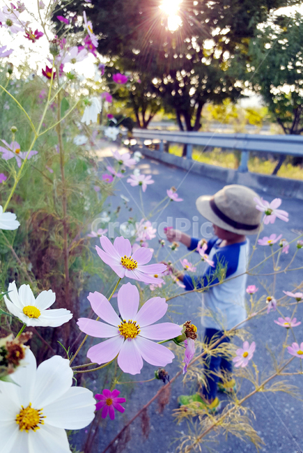 식물,코스모스,아이,어린이,감성,노을,저녁,산책,포근한,따뜻한,가을,계절,fall,autumn,season,사람,인물,인간,human,person,어린이,어린아이,child,children,kid,hat,모자,plant