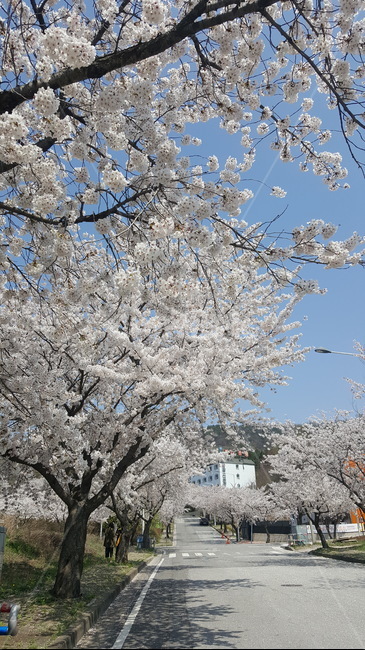 벚꽃,버찌,벚나무,봄꽃,분홍벚꽃,봄,계절,spring,season,식물,자연,plants,nature,꽃,flower,plant,blossom