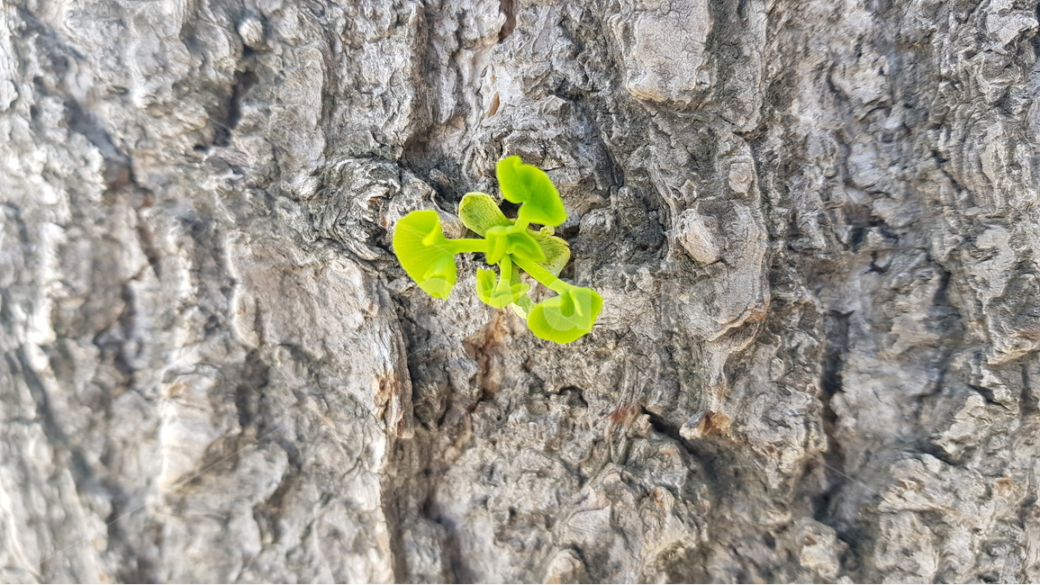 봄,생명,은행나무,초록빛,3월,봄,계절,spring,season,식물,자연,plants,nature,plant,rock,록