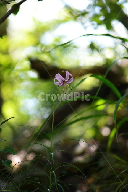 솔나리,야생화,식물,꽃,자연,여름,생태,힐링,플라워,wildflower,flower,plants,nature,season,감성,느낌,emotion,feeling,백합목,백합과,백합속,분홍색,여러해살이풀,식물,자연,plants,nature,꽃,flower