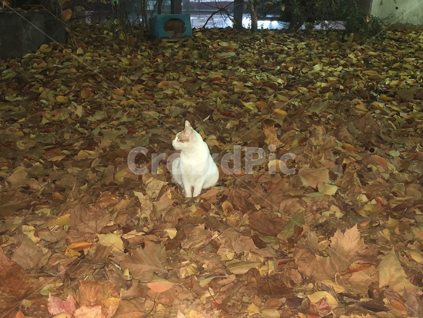고양이,cat,야옹이,나비,냥이,동물,animal,포유류,mammal,고양이,cat,kitten,kitty