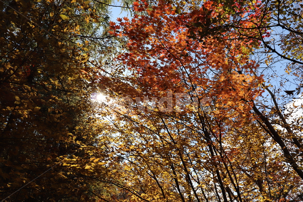 나무,단풍,tree,plant,식물,leaf,잎,maple