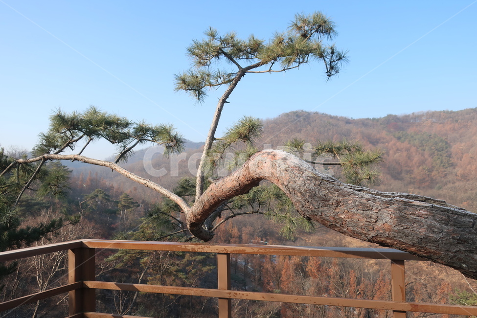 산속,소나무,솔나무,상록수,솔잎,전망대,자연,풍경,경치,경관,자연,풍경,nature,landscape