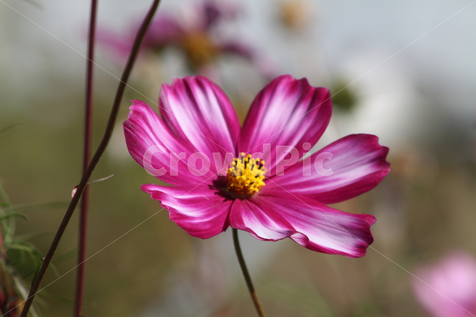 코스모스,꽃,식물,가을꽃,cosmos,가을,계절,fall,autumn,season,식물,자연,plants,nature,꽃,flower,plant,blossom,petal,꽃잎
