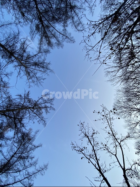 하늘,풍경,tree,나무,sky