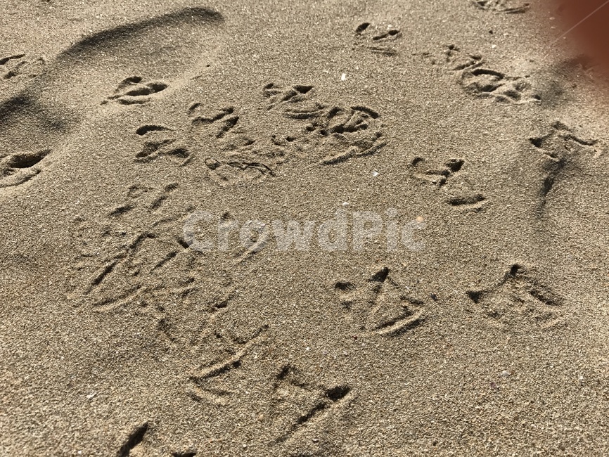 발자국,갈매기,새,바다,해변,모래,갈매기발자국,동물,해변,바다,beach,sea