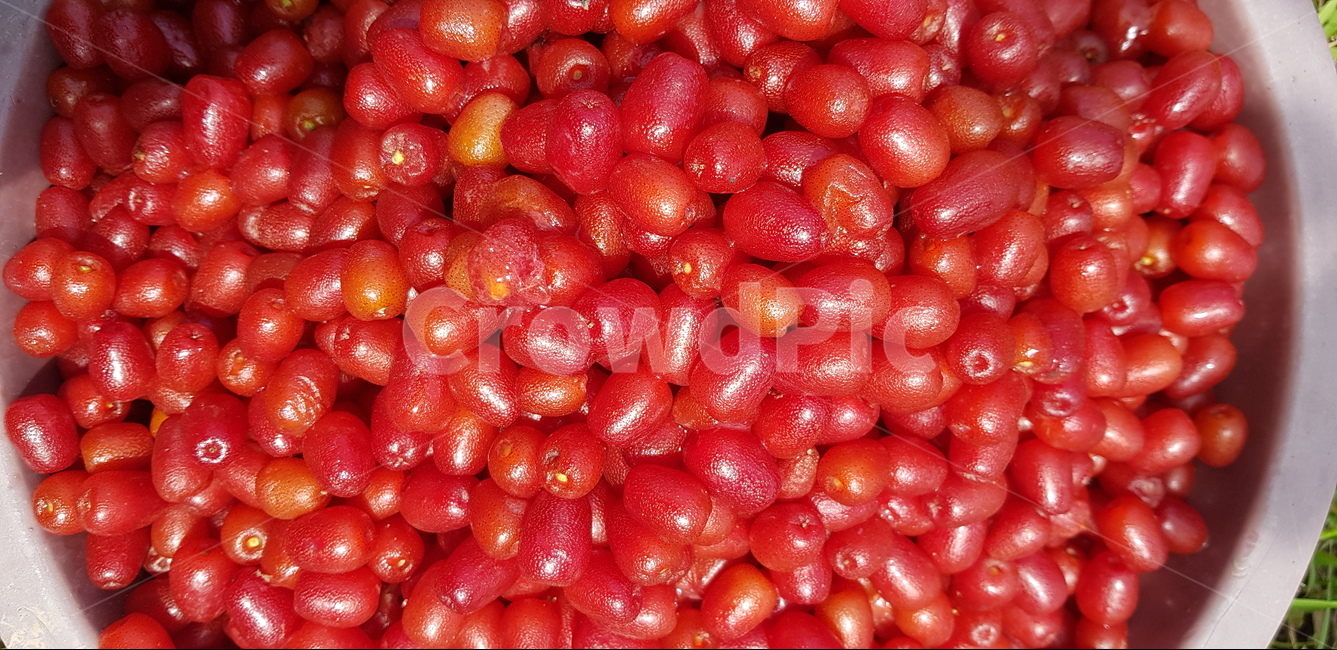 보리수,보리수열매,보리수효소,보리수수확,보리수수확물,과일,열매,fruit