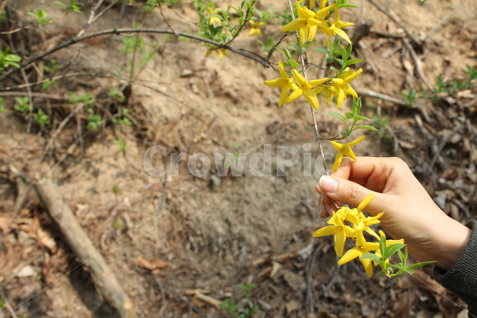 식물,자연,꽃,봄,아름다움,식물,자연,plants,nature,꽃,flower,신체일부,몸,body
