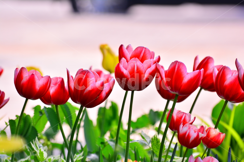 서울숲,튤립,봄꽃,tulip,봄이미지,봄날,spring,튤립축제,구근식물,flowers,식물,아름다운,공원,꽃축제,배경,바탕,beautiful,예쁜,화려한,빨강꽃,red,레드,가든,화단,정원,garden,봄,계절,spring,season,식물,자연,plants,nature,꽃,flower,plant