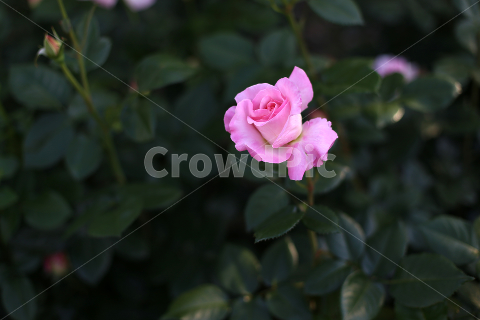장미,꽃,rose,감성,flower