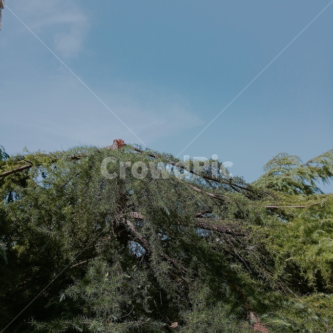 환경보호,나무,흐릿함,여름,구름,자연,feeling,감성,nature,tree