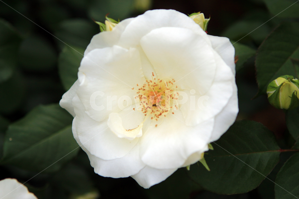장미,꽃,flower,장미꽃,rose,꽃잎,꽃망울,꽃송이