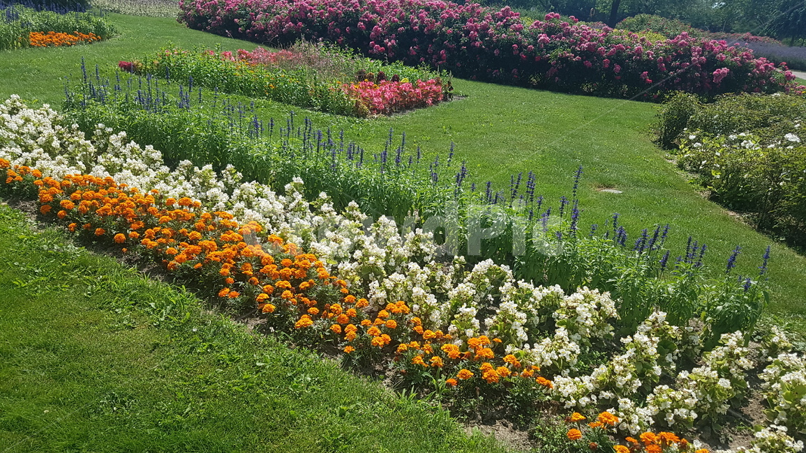 plant,식물,spring,봄,grass,알록달록,식물,자연,plants,nature,꽃,flower
