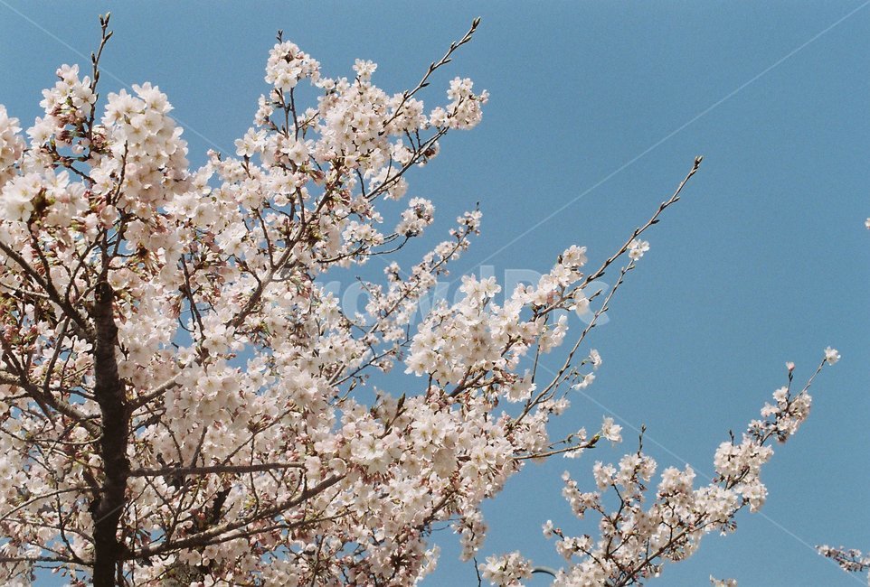 벚꽃,봄,꽃,계절,spring,감성사진,필름사진