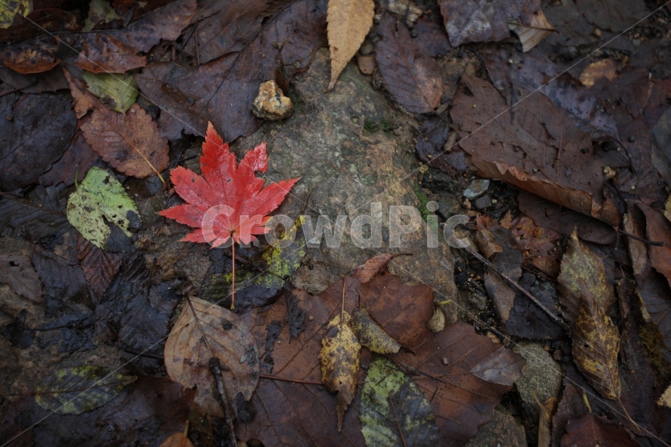 가을,단풍,계곡,산책,maple,가을,계절,fall,autumn,season,식물,자연,plants,nature,plant,leaf,잎,tree,나무