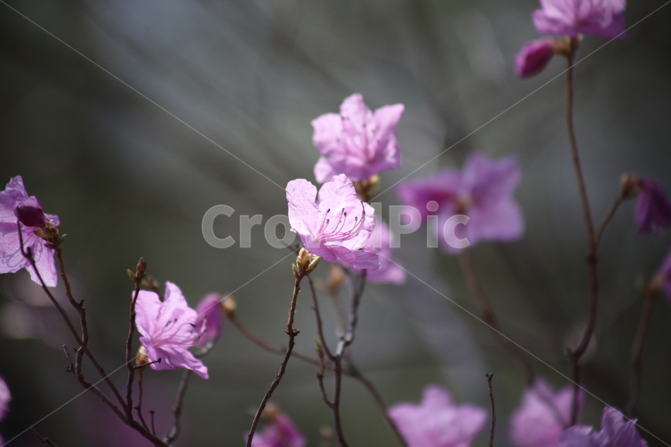 진달래,꽃,두견화,koreanrosebay,봄,봄,계절,spring,season,식물,자연,plants,nature,꽃,flower,blossom,geranium,제라늄,plant