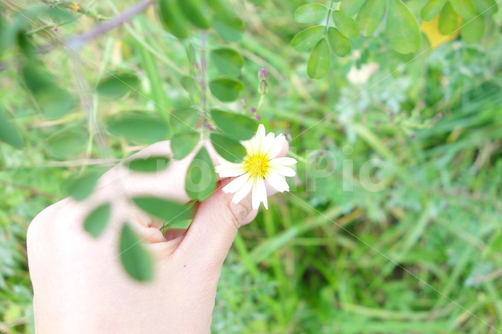 꽃,가을,자연,감성사진,풍경,손,손가락,들꽃,풀,잎,flower,nature,hand,식물,자연,plants,nature,꽃,flower,사람,인물,인간,human,person
