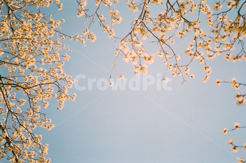 벚꽃,봄,하늘,감성사진,필름사진,감성,필름,햇빛,봄,계절,spring,season,자연,풍경,nature,landscape,plant,식물,blossom,꽃,cherry blossom,flower