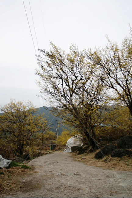산수유,봄,봄날,봄꽃,꽃,노란색,감성,spring,flower,봄길,봄,계절,spring,season,자연,풍경,nature,landscape,한국자연풍경,한국자연경관,korea nature landscape,outdoors,옥외,ground,바닥
