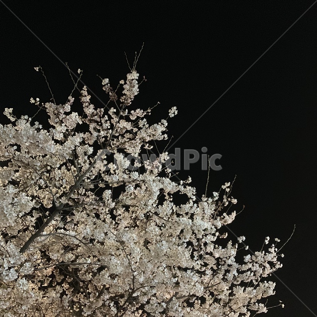 봄,벚꽃,밤,하늘,꽃,봄,계절,spring,season,야경,밤,풍경,nightscape,night,landscape,식물,자연,plants,nature,꽃,flower,plant,tree,나무