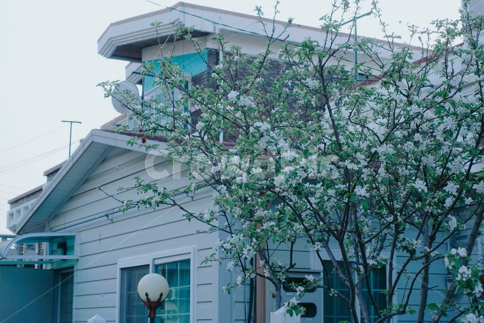 봄,꽃,화사함,spring,flower,건축물,건물외관,exterior,building,structure,architecture,construction