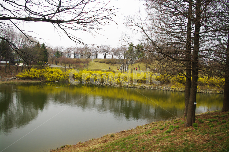 나무,공원,식물,plant,봄,spring,계절,호수,봄,계절,spring,season,자연,풍경,nature,landscape,water,물,outdoors,옥외,land,땅