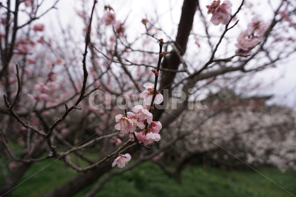 꽃,봄,매화,자연,감성,봄,계절,spring,season,식물,자연,plants,nature,꽃,flower,plant,blossom,cherry blossom,벚꽃