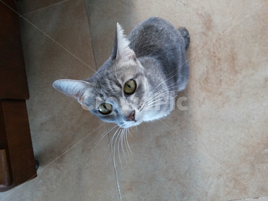고양이,동물,아기고양이,cat,kitten