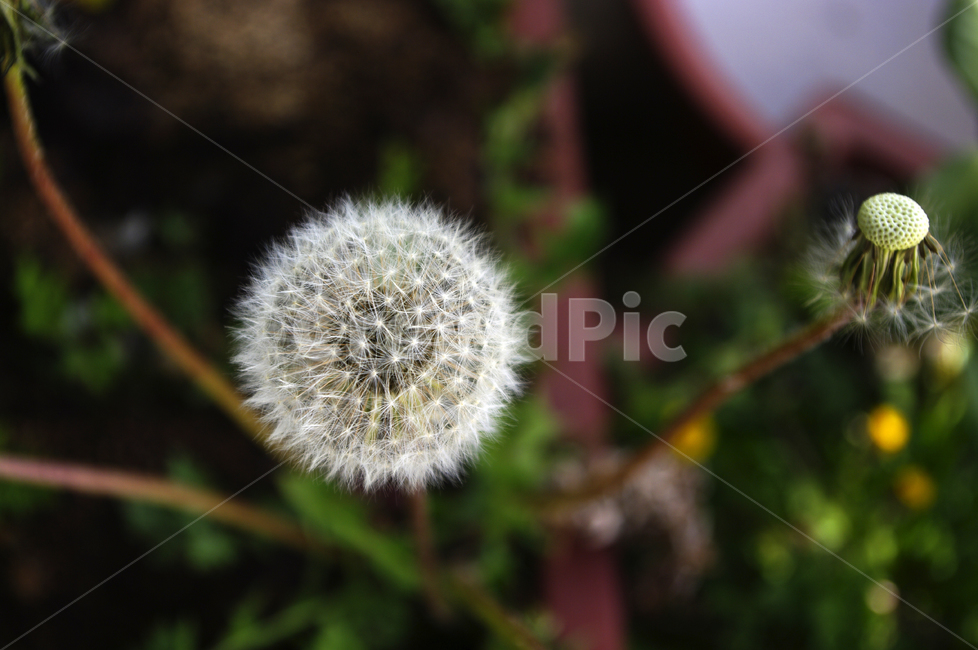 민들레,꽃씨,꽃,flower,계절,봄,spring,식물,plant,자연,nature,식물,자연,plants,nature,꽃,flower