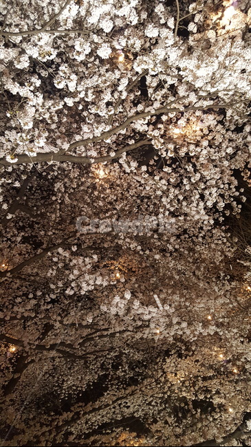 봄,벚꽃,꽃,나무,계절,spring,cherryblossoms,flower,tree,season
