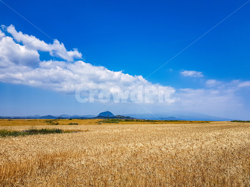 자연,힐링,하늘,보리밭,구름,맑음,nature,제주도,제주,경치,landscape,보리,barley,풍경,scenery,sunny,봄,spring,휴식,rest,healing,sky,cloud,푸른,blue,jeju,산방산,자연,풍경,nature,landscape,field,들,plant,식물