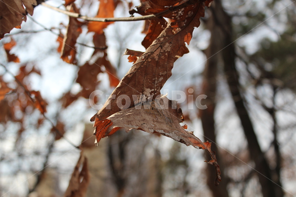 leaf,잎,식물,plant,tree